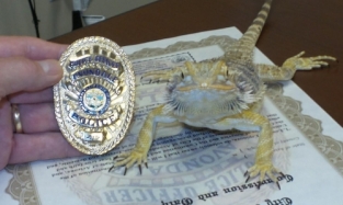 В полиции Аризоны теперь официально служит ящерица